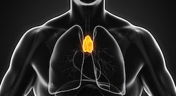 Cuál es el misterioso órgano que se atrofia con la edad y podría ser la llave de la longevidad
