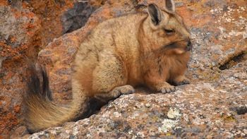 Alertan por la posible extinción de un misterioso animal en la Patagonia: las causas y los datos clave