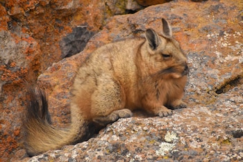 Lagidium wolffsohni