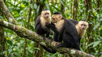 Cómo funciona la IA que estudia el cerebro de los primates en los ambientes donde nacen y viven