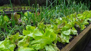 El uso de cajones elevados