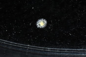 La medusa Turritopsis dohrnii, conocida