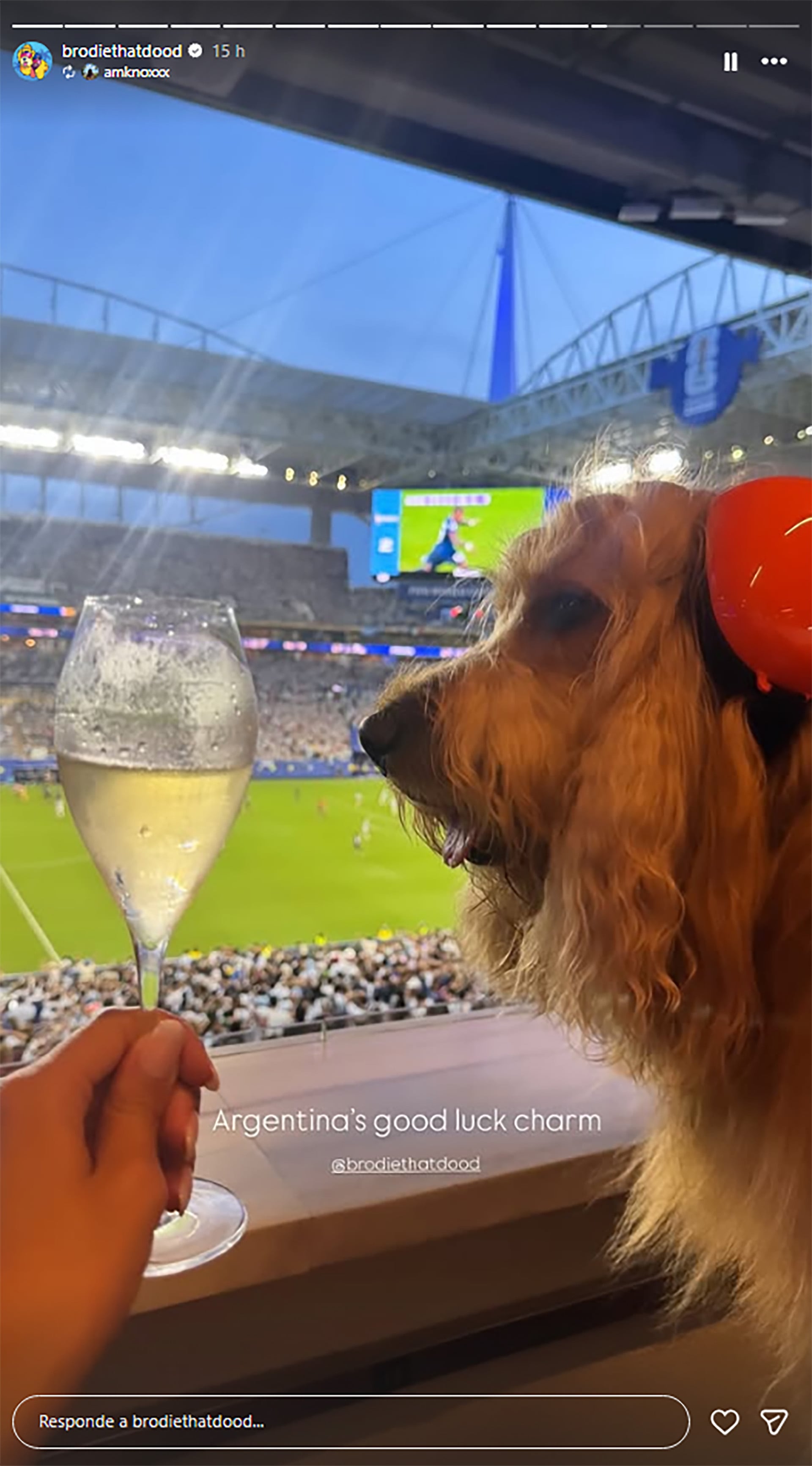 El goldendoodle apareció en el Mundial rodeado de lujos y fanáticos que buscaban una foto con él mientras se mostraba relajado (@brodiethatdood)