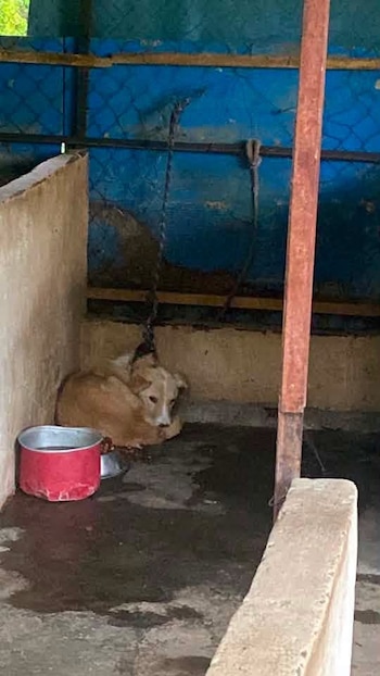 Los perros se encuentran amarrados todo el tiempo. (Facebook)