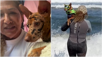 Una mujer y su perro superaron el cáncer y ahora surfean juntos en competencias