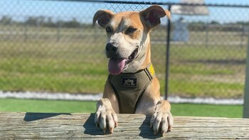 Chance fue nominado a perro