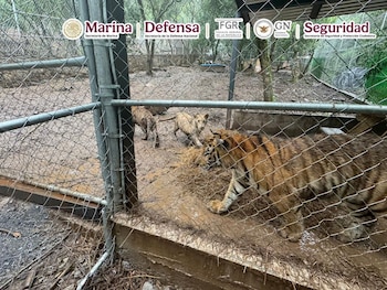 Durante la acción se aseguraron armas, vehículos, dinero en efectivo, equipos de cómputo y siete tigres