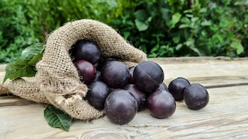 Ciruelas, duraznos y nectarinas son