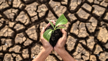 Día de Lucha contra la Desertificación y la Sequía: la fecha que busca frenar la degradación de la tierra