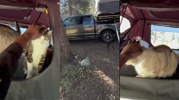 Los usuarios de TikTok han