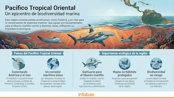 Panamá activa cooperación internacional para salvar al tiburón martillo