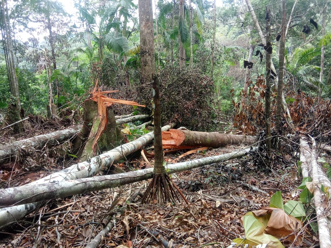 La destrucción de recursos naturales concentró 187 investigaciones durante los primeros nueve meses del año, un incremento del 21% frente al mismo período de 2025. Tomada de MiAmbiente