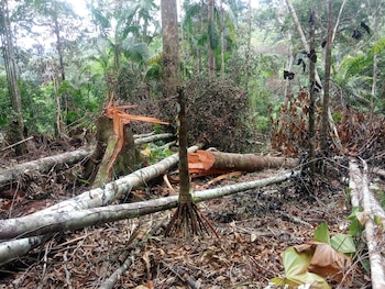 Entre 2021 y 2023, Panamá perdió más de 350,000 hectáreas de bosque, reflejando un ritmo acelerado de degradación ambiental. Tomada de MiAmbiente