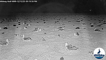 Cada movimiento de los albatros,