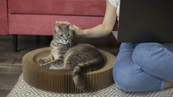 Juanjo, veterinario: “Los gatos no