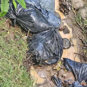 Maltrato animal perros Naucalpan Edomex