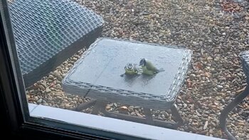 Luego de varios picoteos y