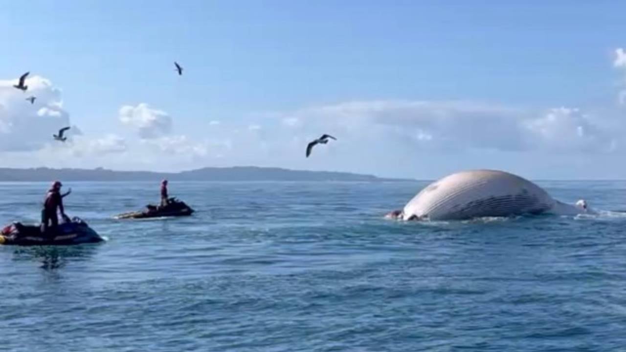 Personal de Encinitas y California State Parks retiró el cadáver de una ballena de nueve metros hallado cerca de San Elijo State Beach (X)