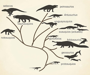 Descubren en río negro un nuevo cocodrilo carnívoro terrestre que convivió con los dinosaurios
