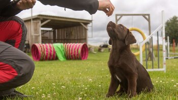 Satisfeitos em vez de punição, os treinadores de cães recomendam