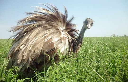 El ñandú depende de los pastizales pampeanos conservados para alimentarse, refugiarse y criar a sus crías/Archivo Marilina Vera Cortez