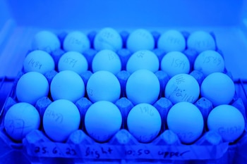 La despensa más cara supera