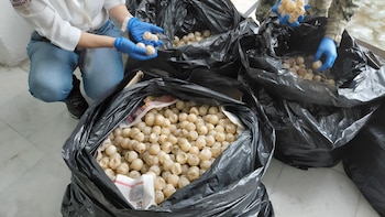 Detienen a hombre que trasladó más de 11 mil huevos de tortuga marina desde Michoacán a Colima