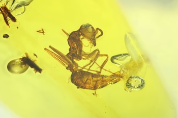 Investigadores descubrieron que las hormigas