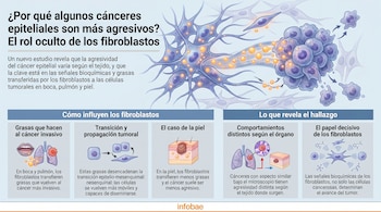 Infografía que explica el rol de los fibroblastos en la agresividad del cáncer epitelial, con ilustraciones de células y órganos como boca, pulmón y piel.