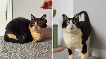 Beth, la gata que sobrevivió a un incendio y tres meses después se hace viral por su increíble recuperación