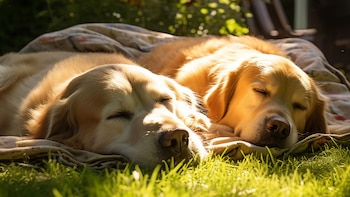 Cómo cambia el comportamiento de