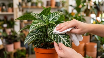 Dos manos sostienen y limpian con un paño blanco una hoja verde con líneas blancas de una planta en maceta naranja.