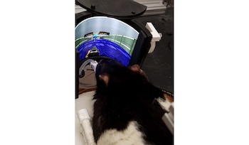 Este entorno de realidad virtual