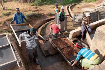 El café es una planta