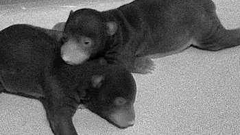 Luego de casi 13 años,