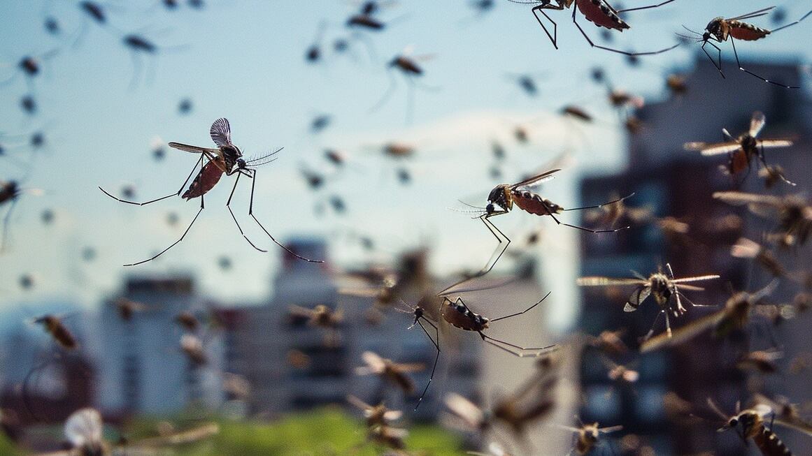 El cambio climático y la urbanización desordenada expandieron el mosquito Aedes aegypti a nuevas regiones de Estados Unidos y Europa (Imagen Ilustrativa Infobae)