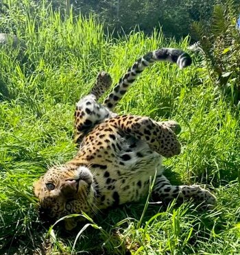 Los expertos trabajan para prevenir