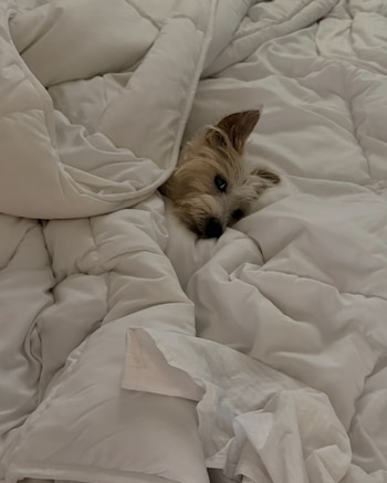 Un perro pequeño de pelaje claro asoma la cabeza entre un acolchado blanco
