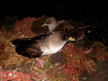 Dos aves de plumaje pardo y vientre claro posadas sobre rocas oscuras y vegetación rojiza durante la noche