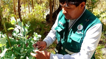 El eucalipto, popular en Perú,