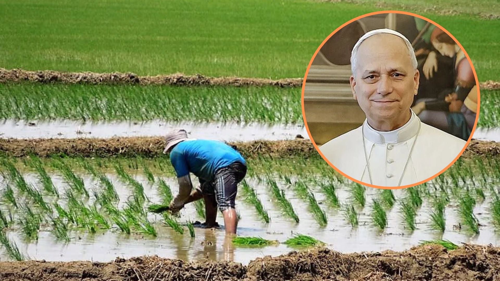 Durante la visita del papa León XIV al Perú: Arroceros en Ucayali evalúan irse a paro