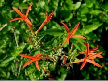 El Muicle también desinfecta heridas