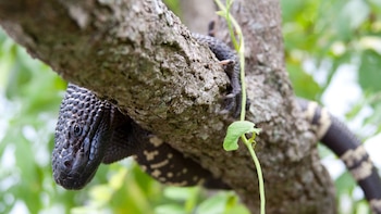 El nacimiento de cinco ejemplares trae esperanza para una especie al borde de la desaparición. La ciencia, la participación comunitaria y las campañas educativas se combinan por primera vez en décadas (Foto cortesía Fundación para las Especies Amenazadas de Guatemala)