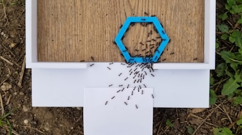 Múltiples hormigas negras sobre una estructura de madera y plástico blanco, un hexágono azul y una hoja de papel, con tierra y vegetación alrededor.