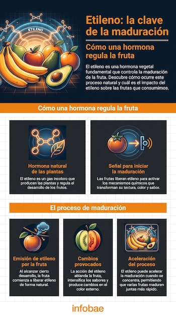 Infografía de Infobae sobre el etileno y la maduración de frutas. Incluye texto explicativo, imágenes de moléculas y frutas como plátanos, manzanas, aguacates.