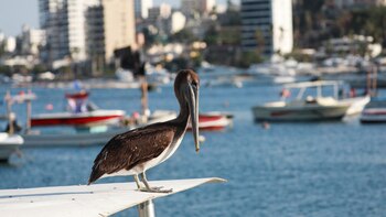 ¿Lloverá hoy en Acapulco? este es el pronóstico del clima para el 16 de diciembre