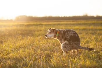 Un perro atigrado con collar verde y naranja orina en un campo de hierba dorada al atardecer, con el sol bajo creando un brillo cálido