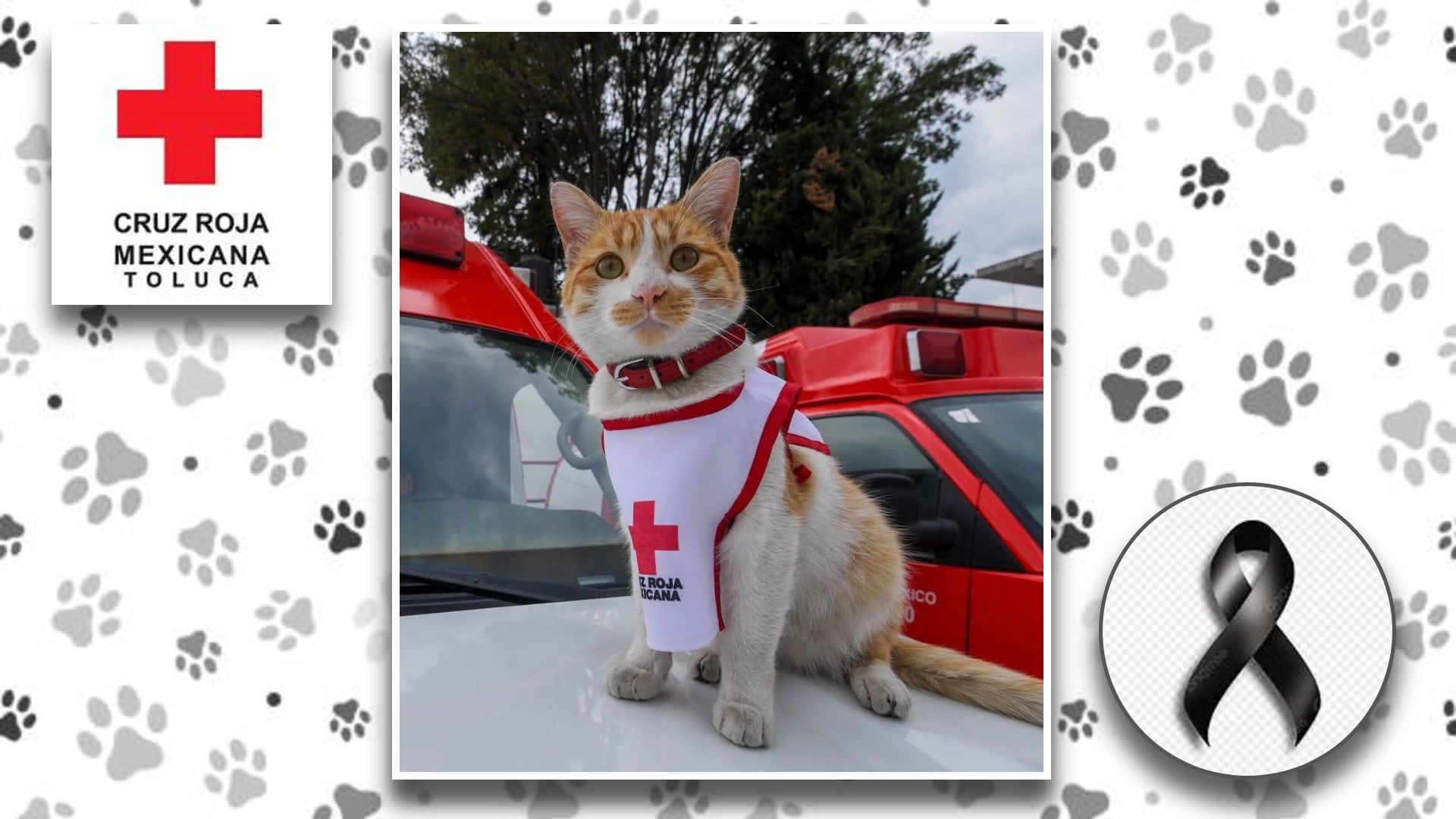 Gato Cruzberto de la Cruz Roja Mexicana. Diseño: (Jesús Tovar Sosa/Infobae)