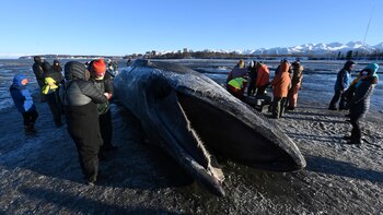 La trágica historia de una