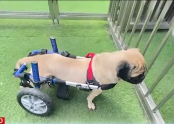 Dachi tiene una recuperación que